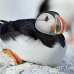 puffin_atlantic_msi_h_0590_can1618.jpg
